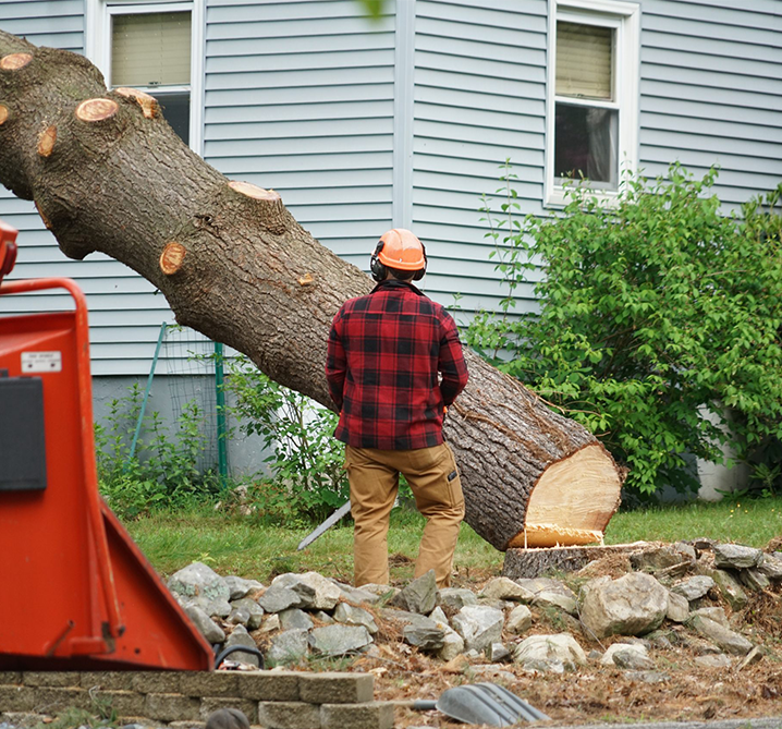 Paz Tree And Stump